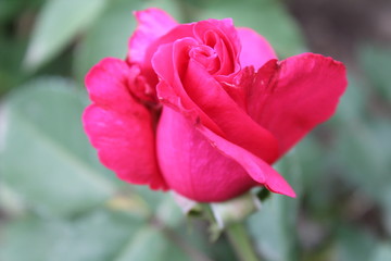 pink rose in garden