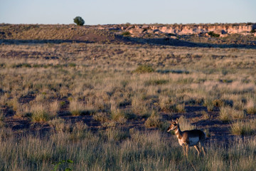 Petrified Forest National Park