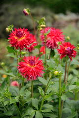 Dahlien (Dahlia) rot im Blumenbeet