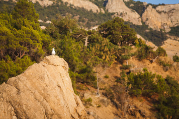 Lonely seagull in the rocks at sunset by the sea