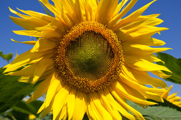 Large blooming sunflower