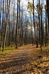 Obraz premium Autumn park