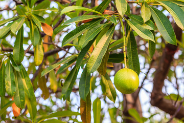Green Suicide tree, Pong-pong, Othalanga (Cerbera oddloam) fruit on tree, cerbera odollam gaertn of apocynaceae family