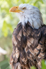 portrait of an american bald eagle