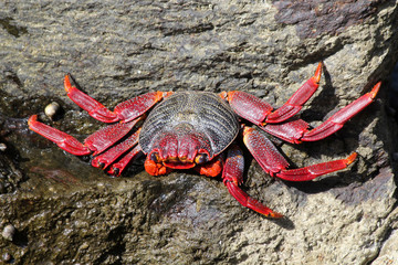 rote_Klippenkrabbe