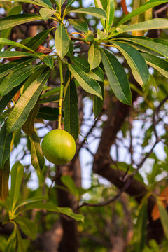 Green Suicide tree, Pong-pong, Othalanga (Cerbera oddloam) fruit on tree, cerbera odollam gaertn of apocynaceae family