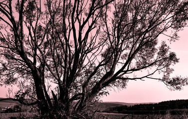 tree at sunset