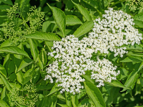 Bl&uuml;ten vom Schwarzen Holunder, Sambucus nigra