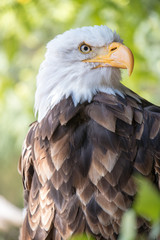 portrait of an american bald eagle