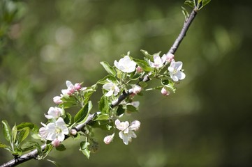 Obraz premium églantine sauvage