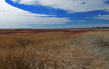 Field with colorful herbs under blue skies with white clouds