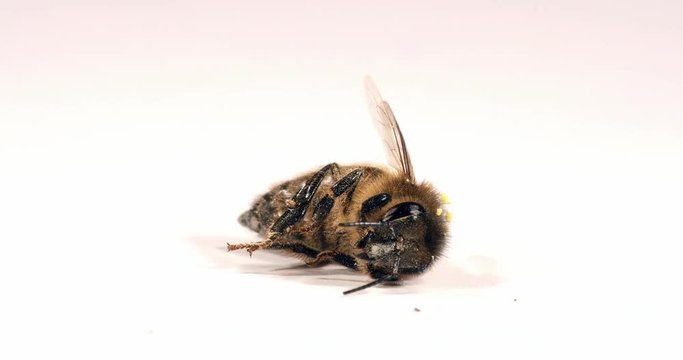 European Honey Bee, apis mellifera, Black Bee Agonizing on White Background,, Normandy, Real Time 4K