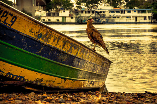 Ave Rapina - Pantanal
