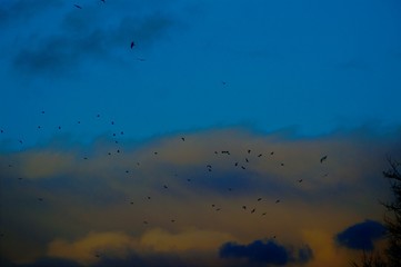 vogel, gewitter, wolke, natur