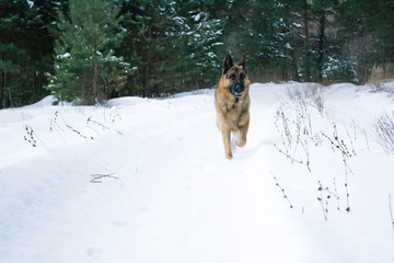 dog running in snow