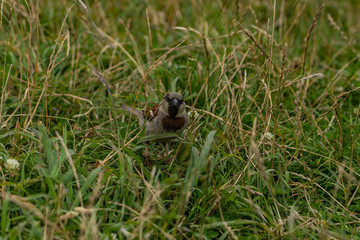 Sparrow on a field at Taylors mistake walkway in New Zealand, wildlife of New Zealand, close up photography of a Sparrow