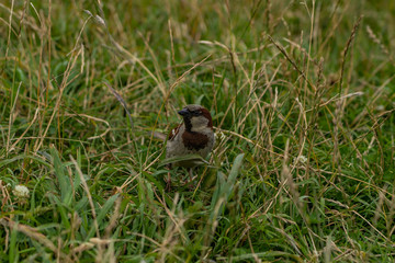 Obraz premium Sparrow on a field at Taylors mistake walkway in New Zealand, wildlife of New Zealand, close up photography of a Sparrow