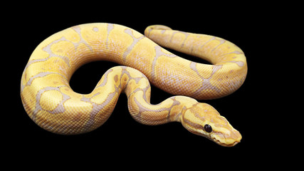 close up of a python