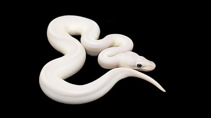 Big snake on black background