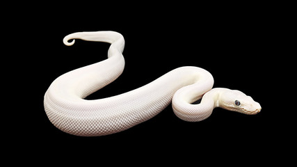 Obraz premium Big snake on black background