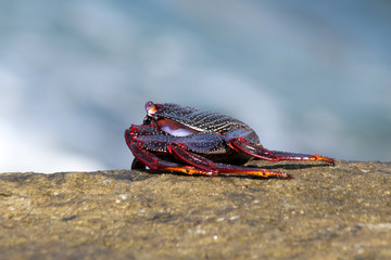 rote_Klippenkrabbe
