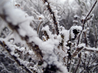 Heidekraut im Schnee
