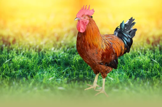 Indian Poultry Chicken called desi murga Stock Photo | Adobe Stock