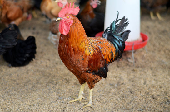 Indian desi poultry product chicken
