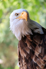 Fototapeta premium portrait of an american bald eagle
