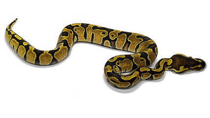 snake isolated on white background