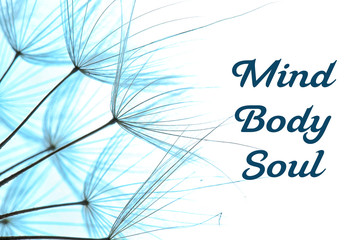 Dandelion seeds on color background, close up