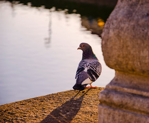 pigeon on a bridge