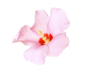 Beautiful tropical Hibiscus flower on white background