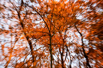 abstract composition of a tree and blurry background in autumn