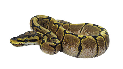 snake isolated on white background