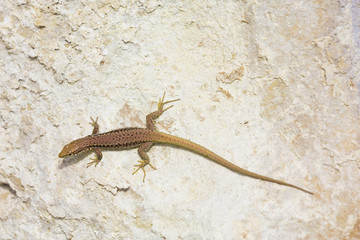 Little lizard on a steep mountain