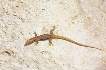 Little lizard on a steep mountain