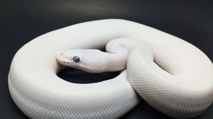closeup of snake on green background