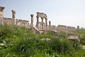 Ruins of Apamea (Afamia). Syria