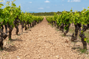 Fototapeta na wymiar Vineyard in southern France