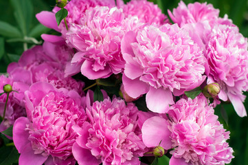 Pink peonies in the garden. Blooming pink peony. Closeup of beautiful pink Peonie flower. - obrazy, fototapety, plakaty