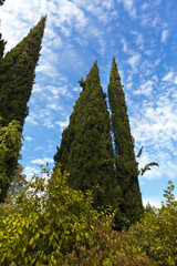 Landscape in the Park of the Livadia Palace