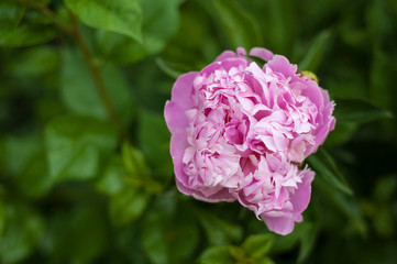 Pink peonies in the garden. Blooming pink peony. Closeup of beautiful pink Peonie flower.
