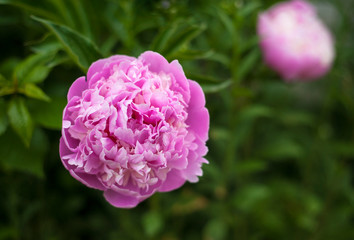 Pink peonies in the garden. Blooming pink peony. Closeup of beautiful pink Peonie flower.