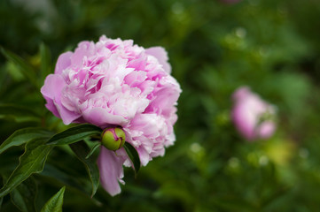 Pink peonies in the garden. Blooming pink peony. Closeup of beautiful pink Peonie flower.
