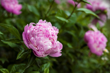 Pink peonies in the garden. Blooming pink peony. Closeup of beautiful pink Peonie flower.