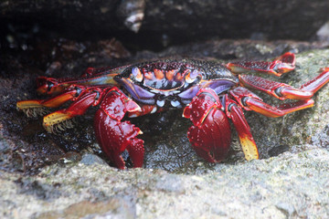rote_Klippenkrabbe