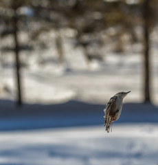 White Breasted Nuthatch During The Winter Season