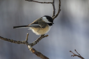 Black-capped Chickadee During The Winter
