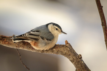 White Breasted Nuthatch During The Winter Season